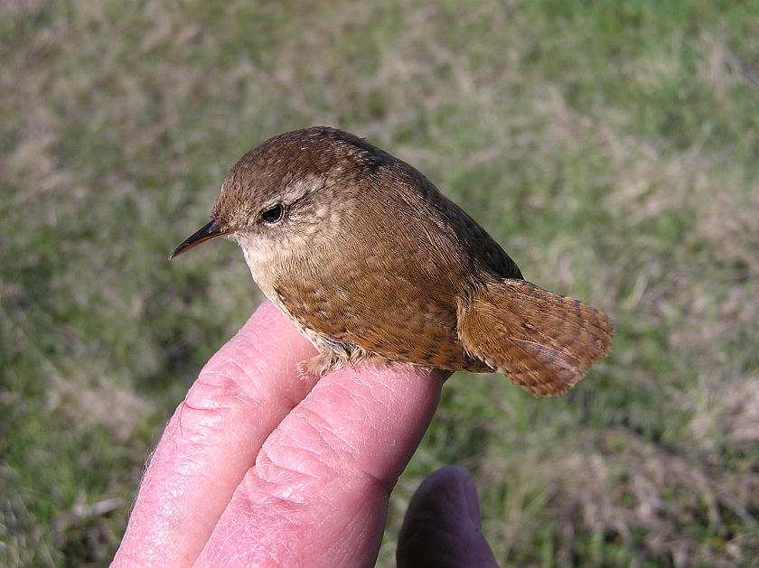 Winter Wren, Sundre 20100511